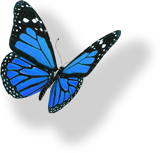 Schmetterling